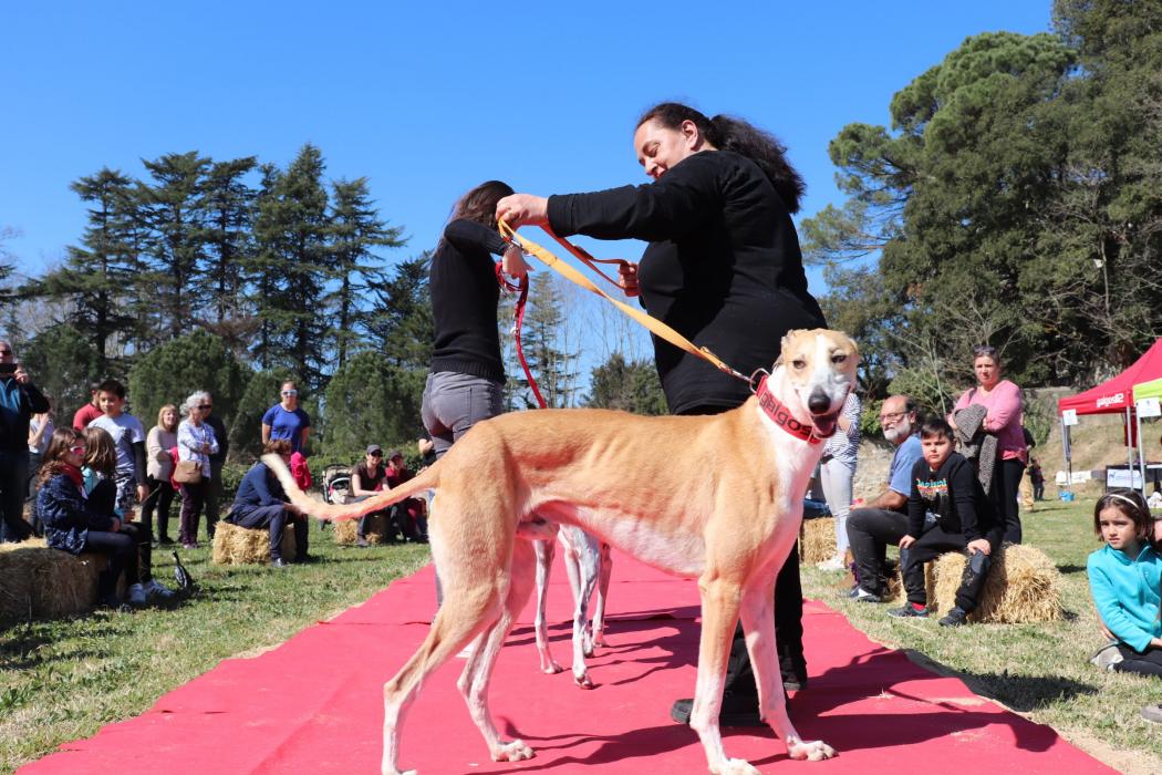 Fira de la Terra de Caldes de Malavella