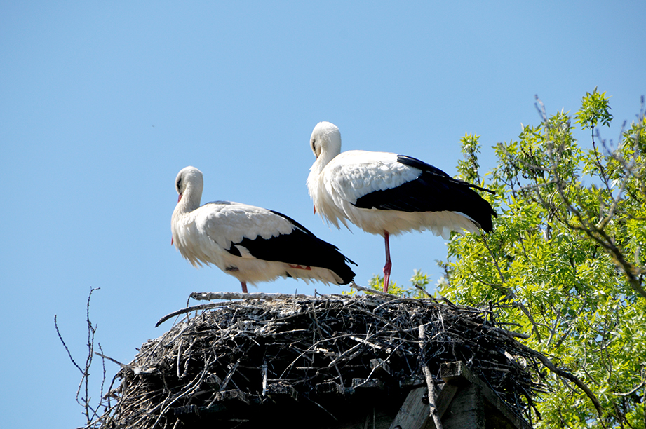 Aiguamolls de l'Empordà a Castelló d'Empúries