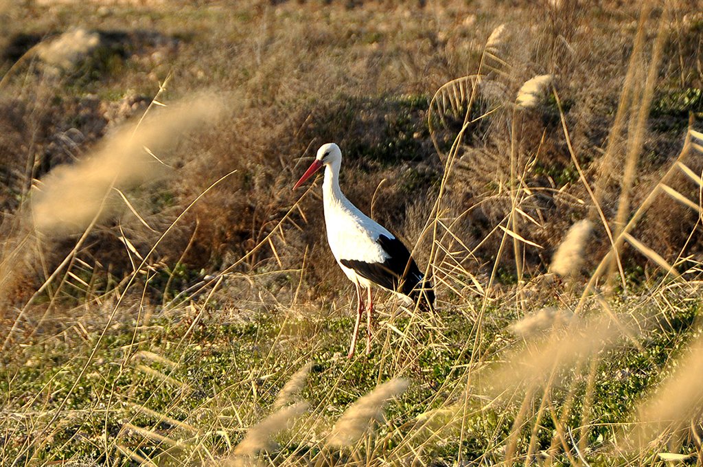 Reserva natural de Sebes a Flix