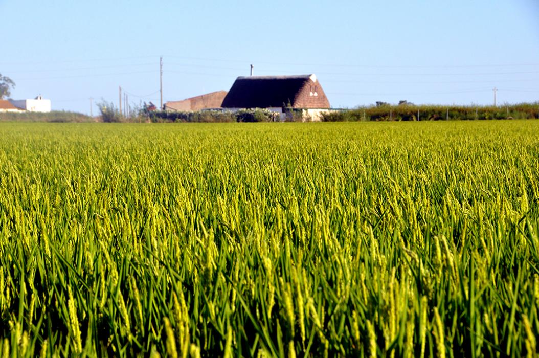 Arrossar interactiu a Sant Jaume d'Enveja ***