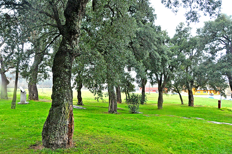 Espai de les alzines sureres a Folgueroles