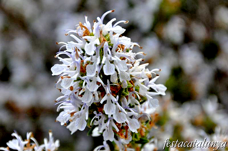 Itinerari botànic de la Tossa de Montbui