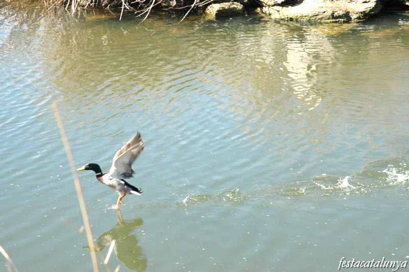 Manresa - Parc de l’Agulla