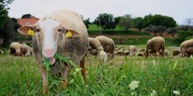 Experiències a l'Empordanet