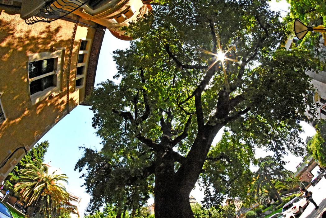 Passeig dels Til·lers de la Garriga i entorn