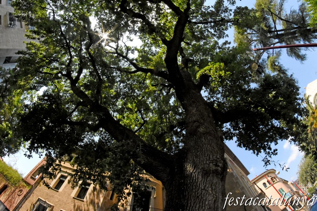 La Garriga - Passeig dels Til·lers i entorn - Roure de l'Hostal