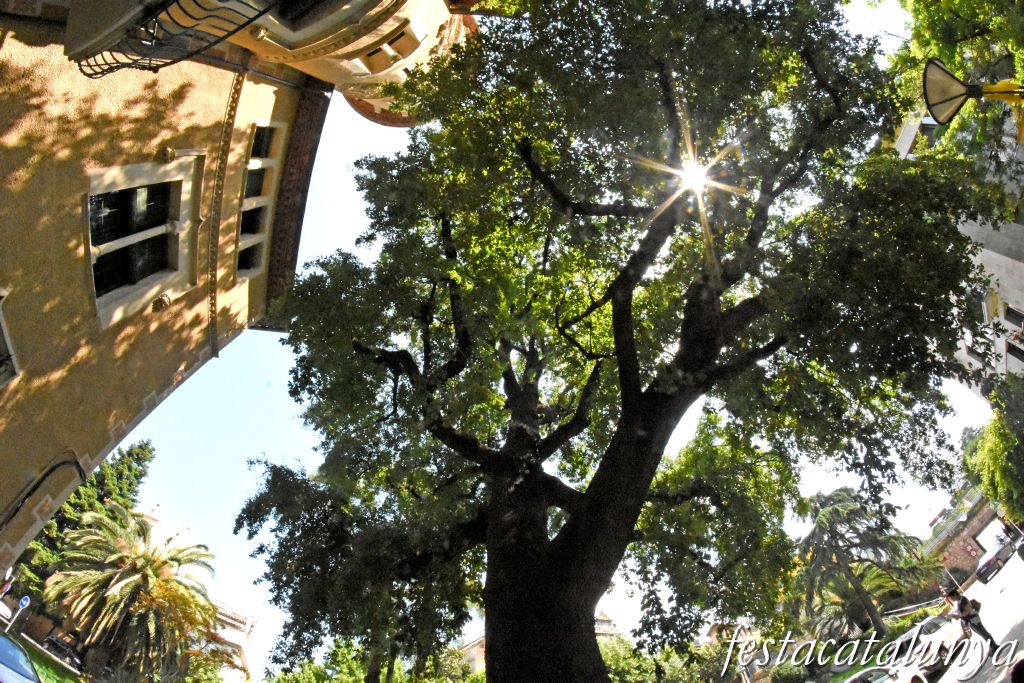 La Garriga - Passeig dels Til·lers i entorn - Roure de l'Hostal 