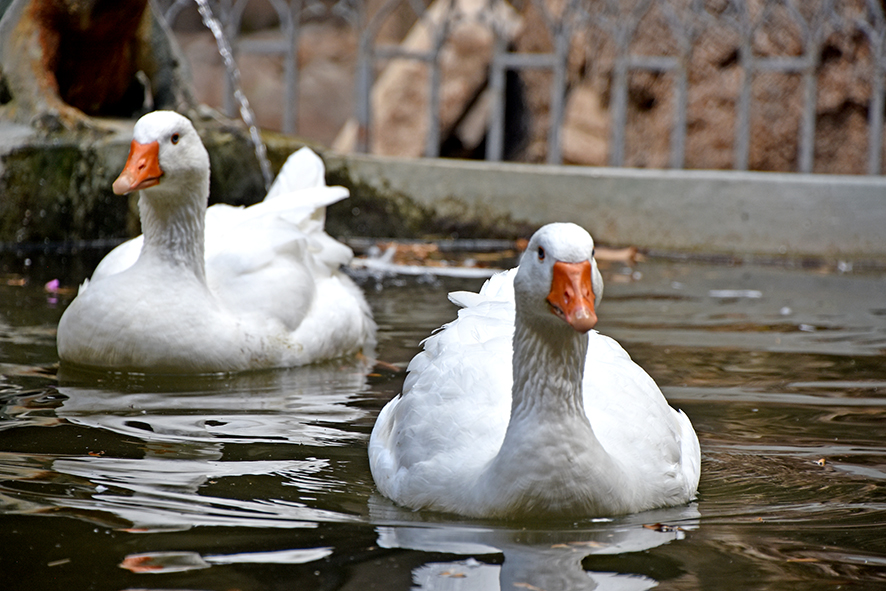 Claustre de la catedral de Barcelona ***