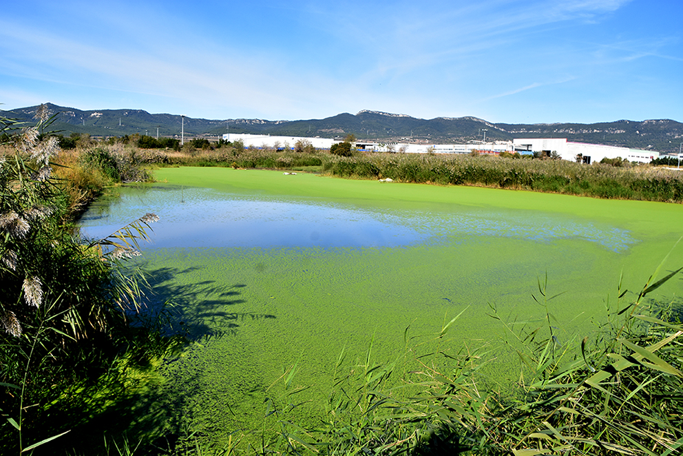 Aiguamolls del Pla de Santa Maria