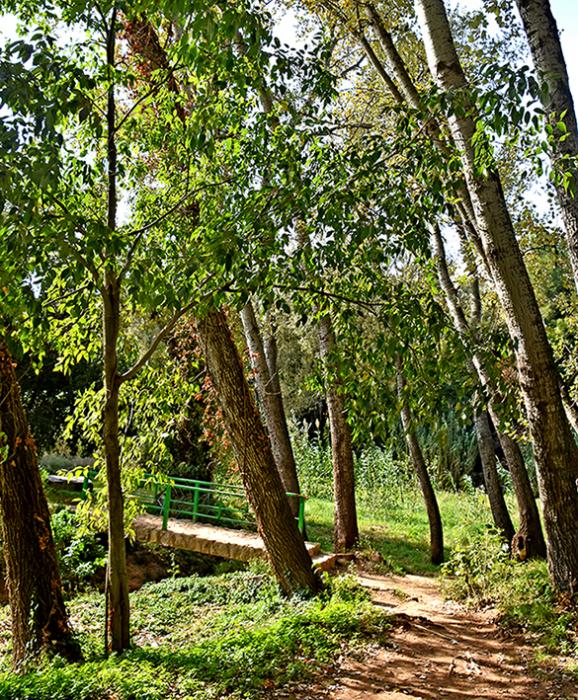 Riu Gaià i Albereda de Vila-rodona