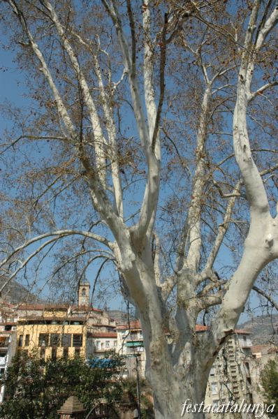 Plataner Monumental de Monistrol de Montserrat
