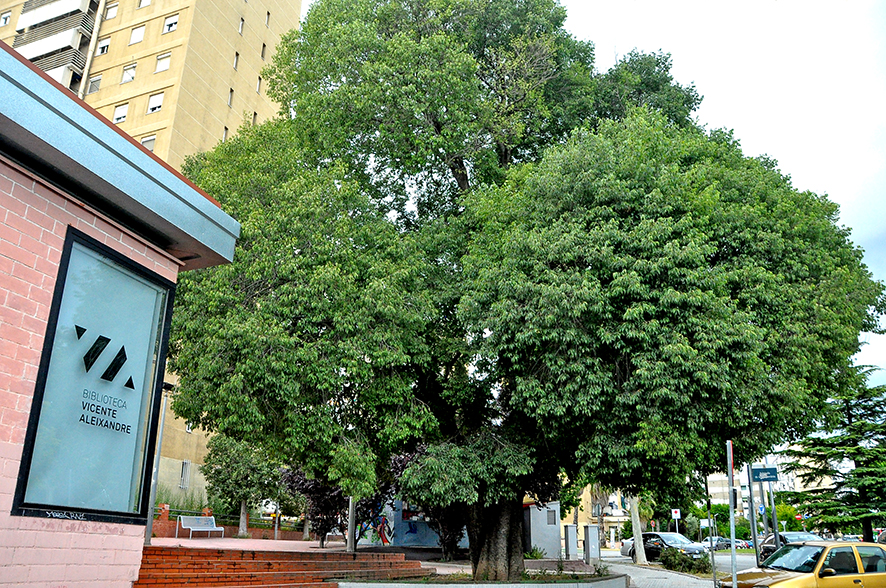 Lledoner de can Santfeliu de Badia del Vallès