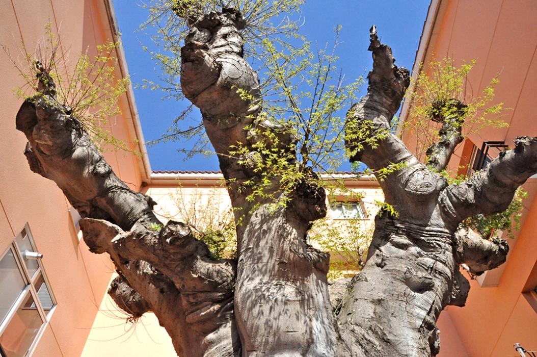 Lledoner de can Munné a Dosrius