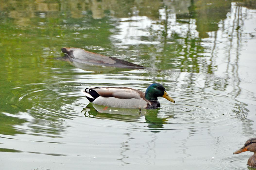 Parc municipal dels Germans Gabrielistes de Sant Vicenç de Montalt