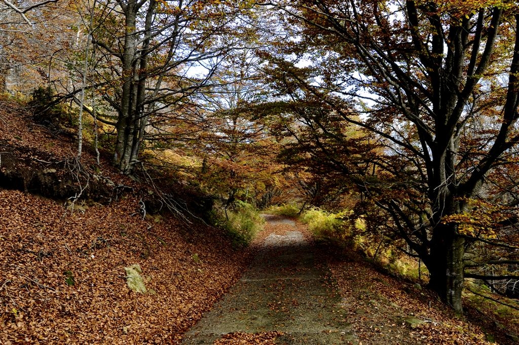 Ruta GR-10/GR-11 (enllaç): pujada a les Salines. Maçanet de Cabrenys