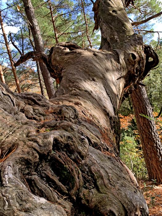 Arrelats, arbres singulars de Vimbodí i Poblet