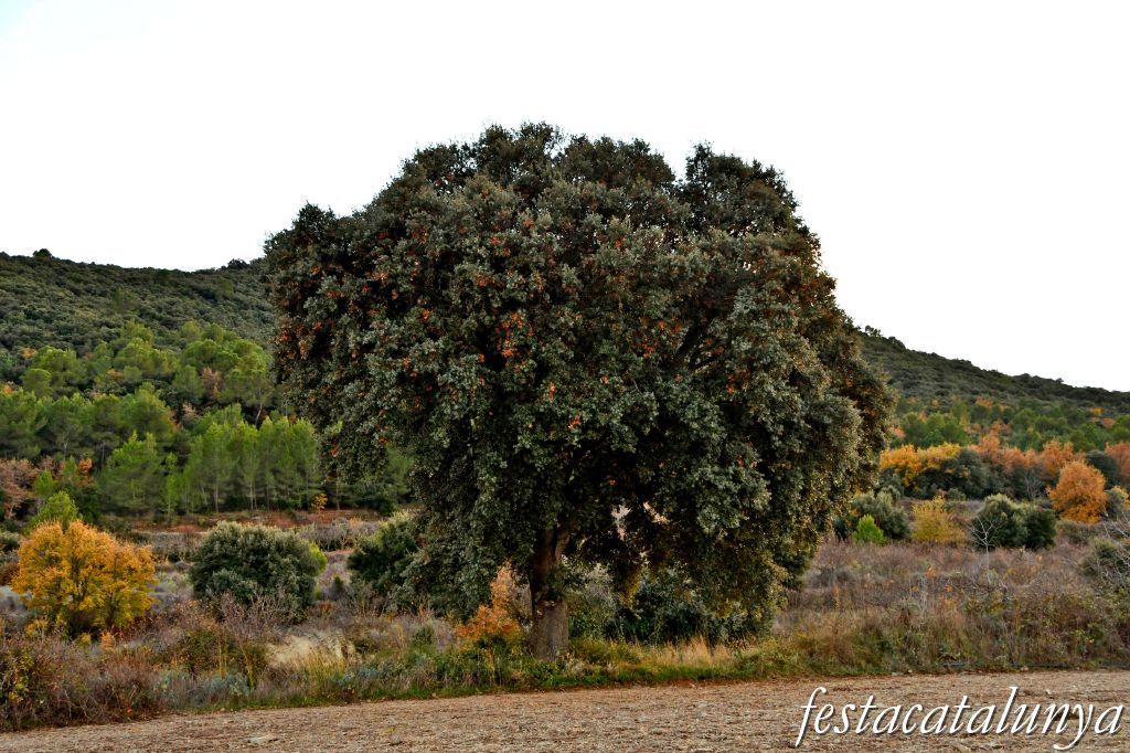 Vimbodí i Poblet - Alzina de les Planes