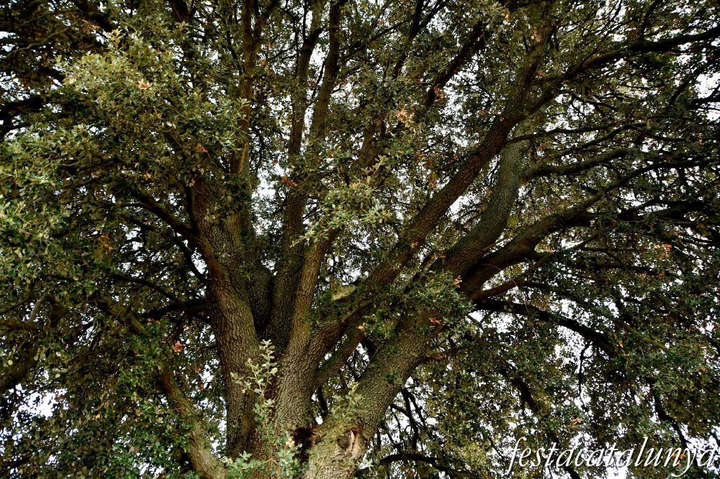 Vimbodí i Poblet - Alzina de les Planes 