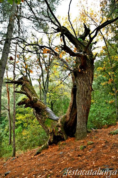 Vimbodí i Poblet - Castanyers de Castellfollit