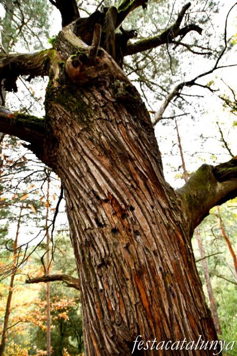 Vimbodí i Poblet - Castanyers de Castellfollit