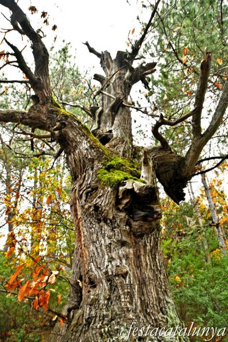 Vimbodí i Poblet - Castanyers de Castellfollit
