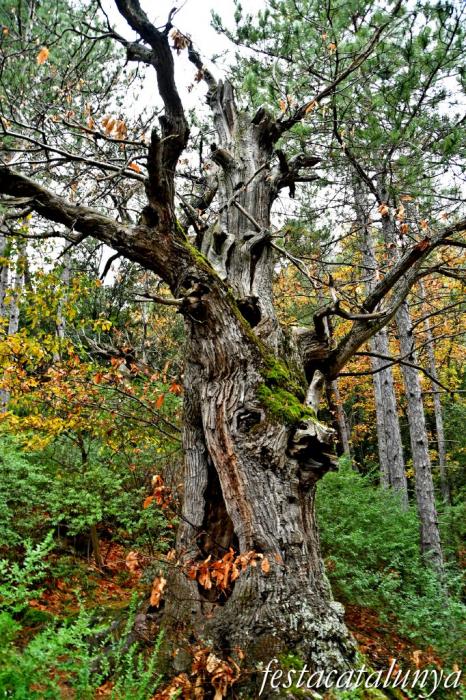 Vimbodí i Poblet - Castanyers de Castellfollit