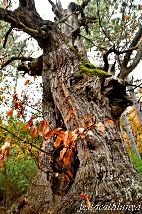 Vimbodí i Poblet - Castanyers de Castellfollit