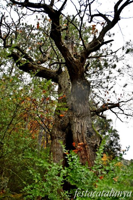 Vimbodí i Poblet - Castanyers de Castellfollit