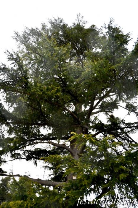 Vimbodí i Poblet - Cedre del Jardí dels Salesians 