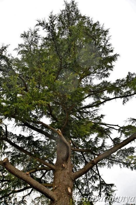 Vimbodí i Poblet - Cedre del Jardí dels Salesians