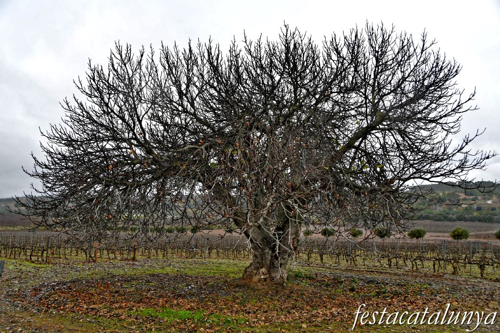 Vimbodí i Poblet - Figuera de la Finca de les Muralles 