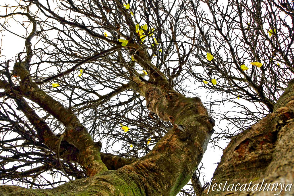 Vimbodí i Poblet - Figuera de la Finca de les Muralles