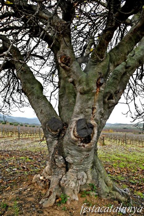 Vimbodí i Poblet - Figuera de la Finca de les Muralles