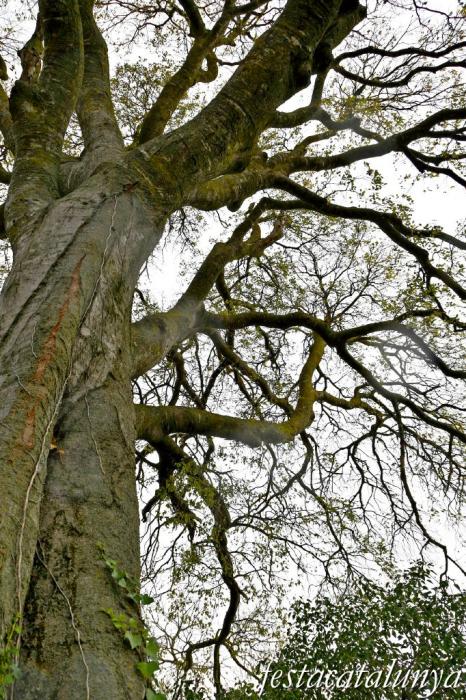 Vimbodí i Poblet - Lledoner de Poblet