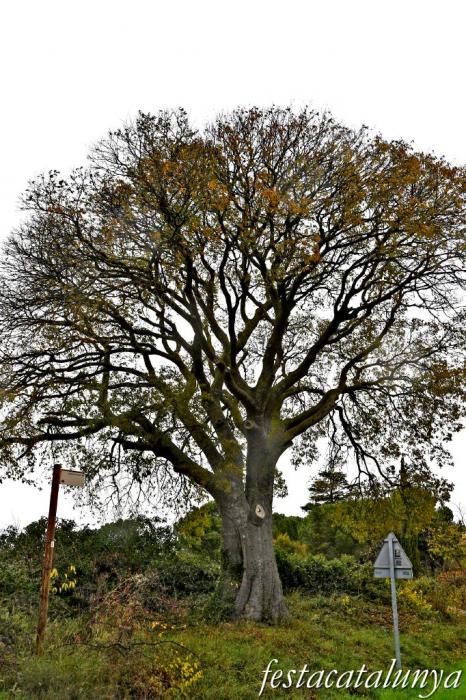 Vimbodí i Poblet - Lledoner de Poblet