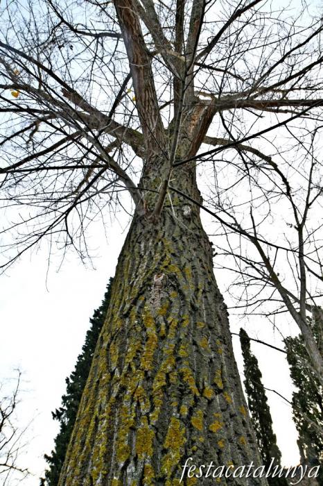 Vimbodí i Poblet - Pollancre dels Torrents