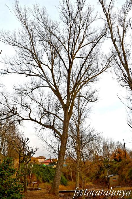 Vimbodí i Poblet - Pollancre dels Torrents