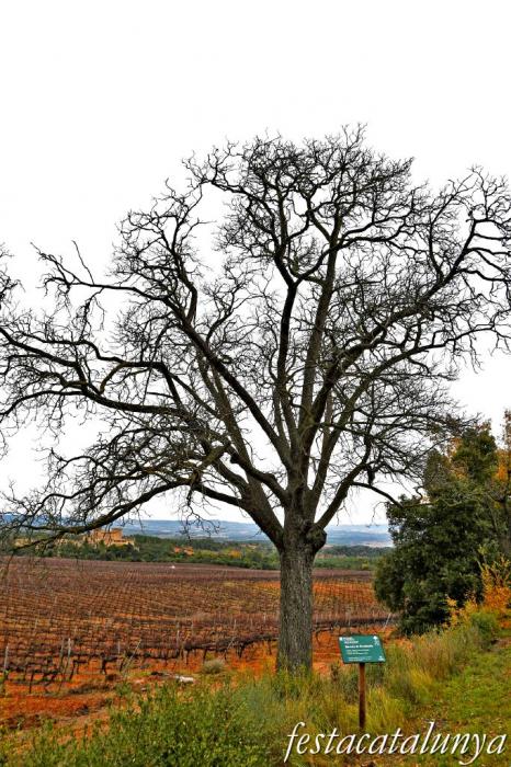 Vimbodí i Poblet - Servera de Riudabella 
