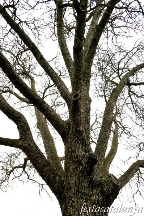 Vimbodí i Poblet - Servera de Riudabella