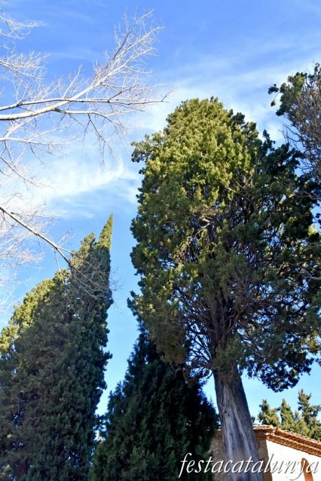 Vimbodí i Poblet - Xiprers de Torrents 