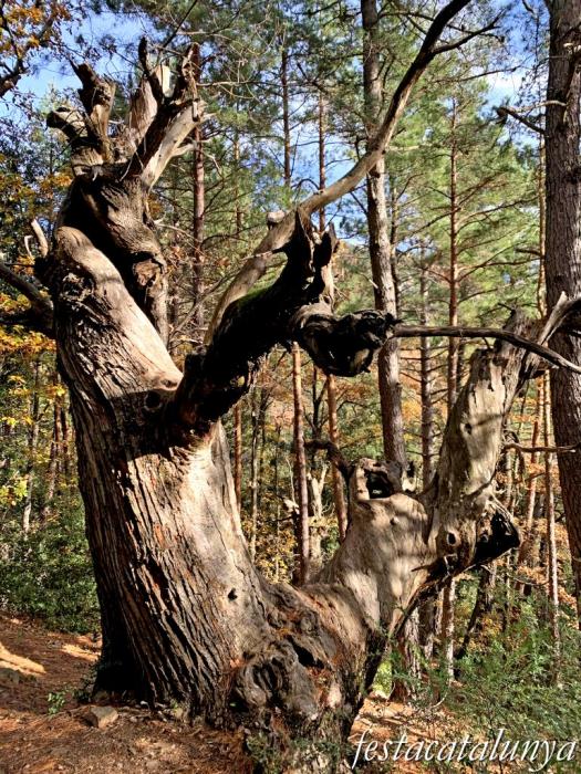 Vimbodí i Poblet - Vall de Castellfollit - Castanyers de Castellfollit