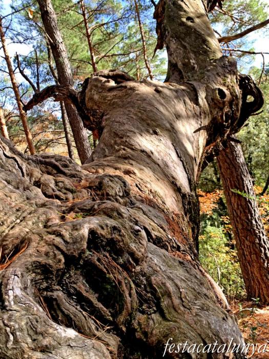 Vimbodí i Poblet - Vall de Castellfollit - Castanyers de Castellfollit 