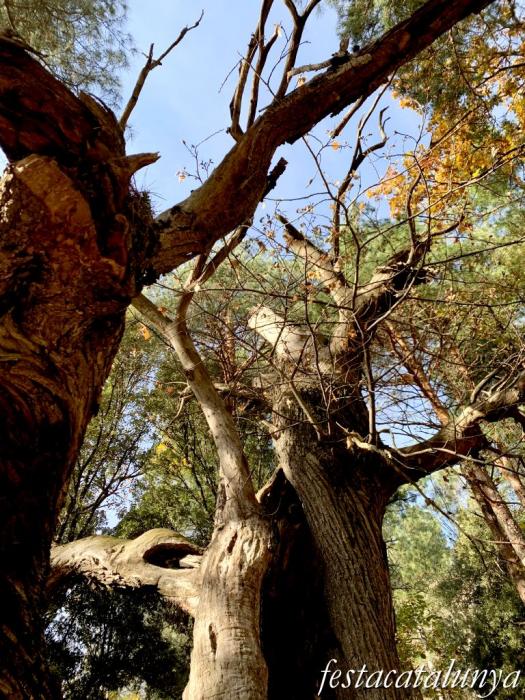 Vimbodí i Poblet - Vall de Castellfollit - Castanyers de Castellfollit 
