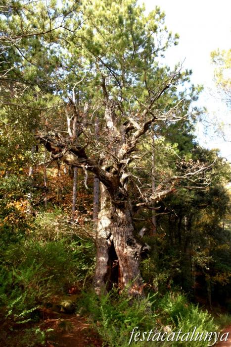 Vimbodí i Poblet - Vall de Castellfollit - Castanyers de Castellfollit