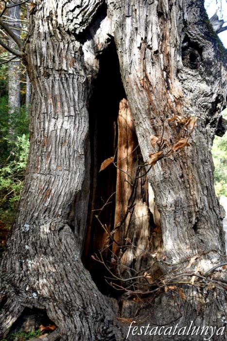 Vimbodí i Poblet - Vall de Castellfollit - Castanyers de Castellfollit 