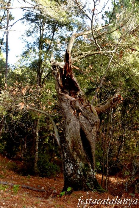 Vimbodí i Poblet - Vall de Castellfollit - Castanyers de Castellfollit