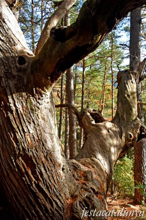 Vimbodí i Poblet - Vall de Castellfollit - Castanyers de Castellfollit 