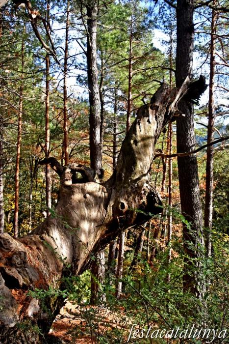 Vimbodí i Poblet - Vall de Castellfollit - Castanyers de Castellfollit 