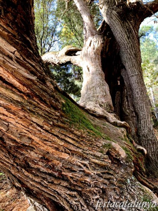 Vimbodí i Poblet - Vall de Castellfollit - Castanyers de Castellfollit 