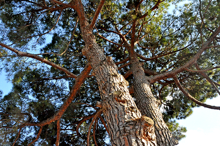 El Pi de l'Estació de Valldoreix